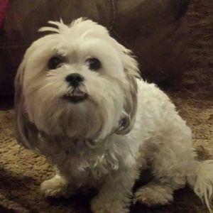 Meet your Posher, Ginger